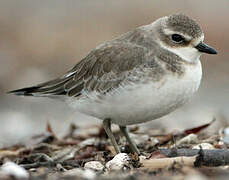 Siberian Sand Plover