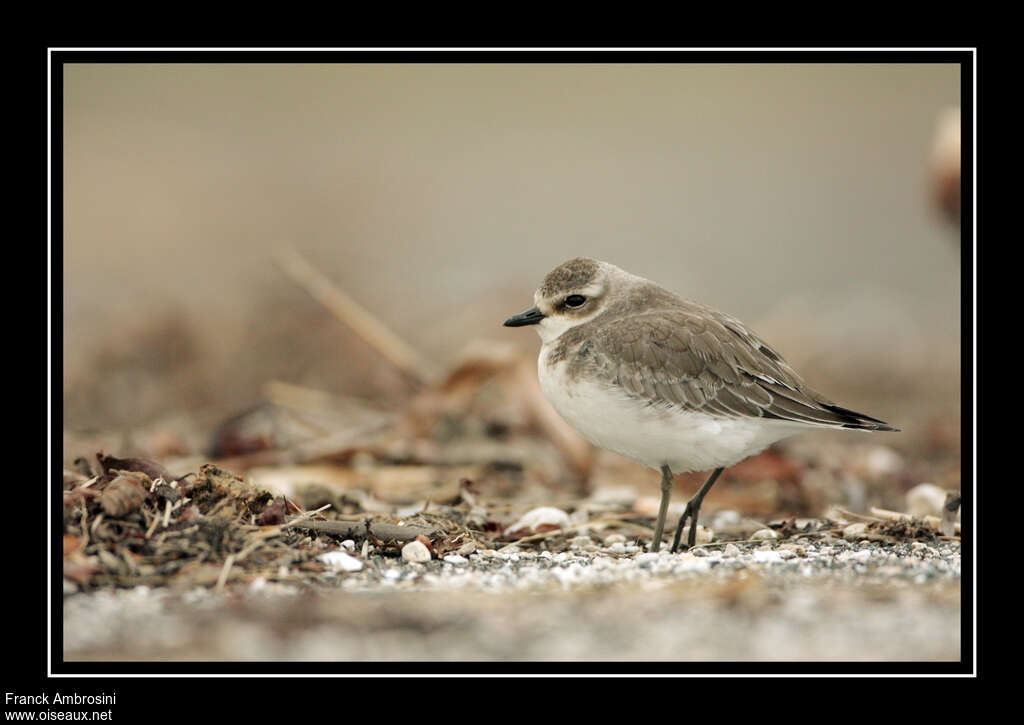 Lesser Sand PloverFirst year, identification