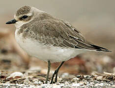 Lesser Sand Plover