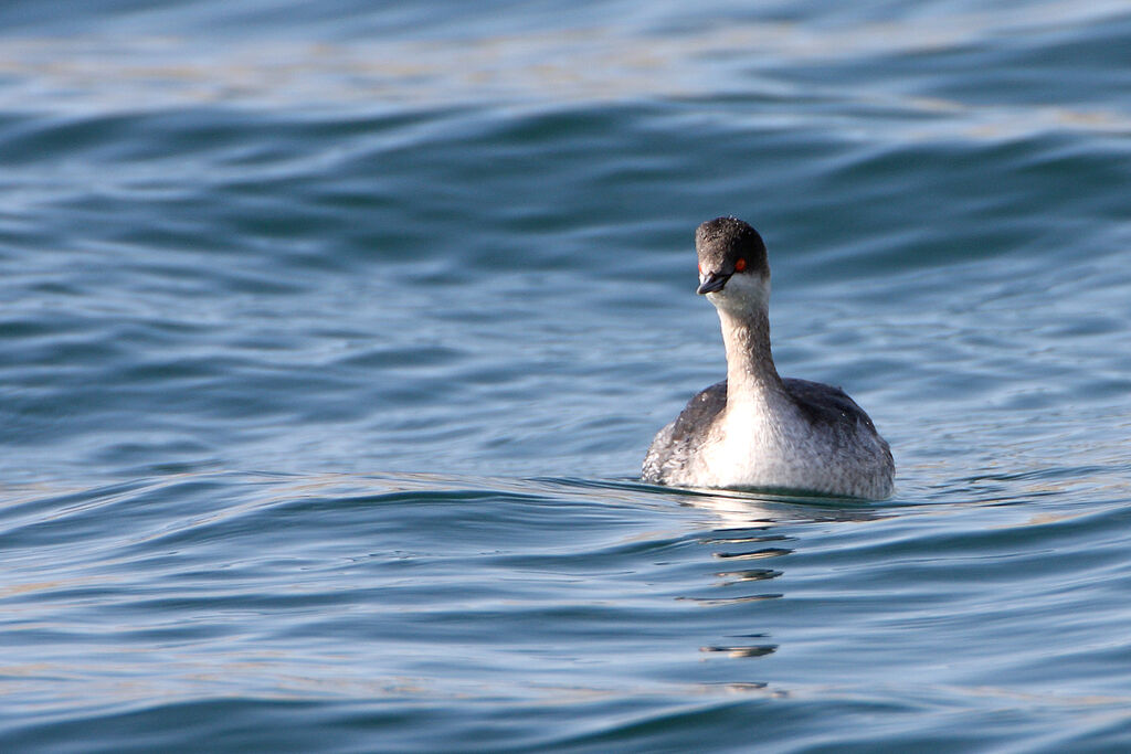 Black-necked Grebe