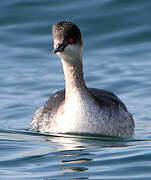 Black-necked Grebe