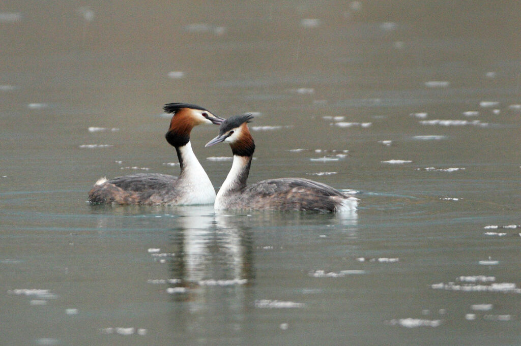 Great Crested Grebe adult breeding