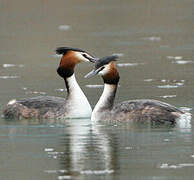 Great Crested Grebe