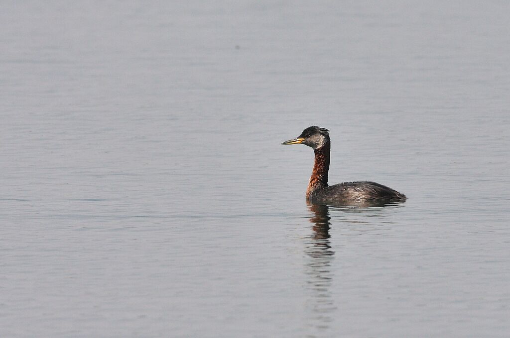 Red-necked Grebe