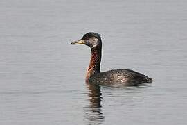 Red-necked Grebe