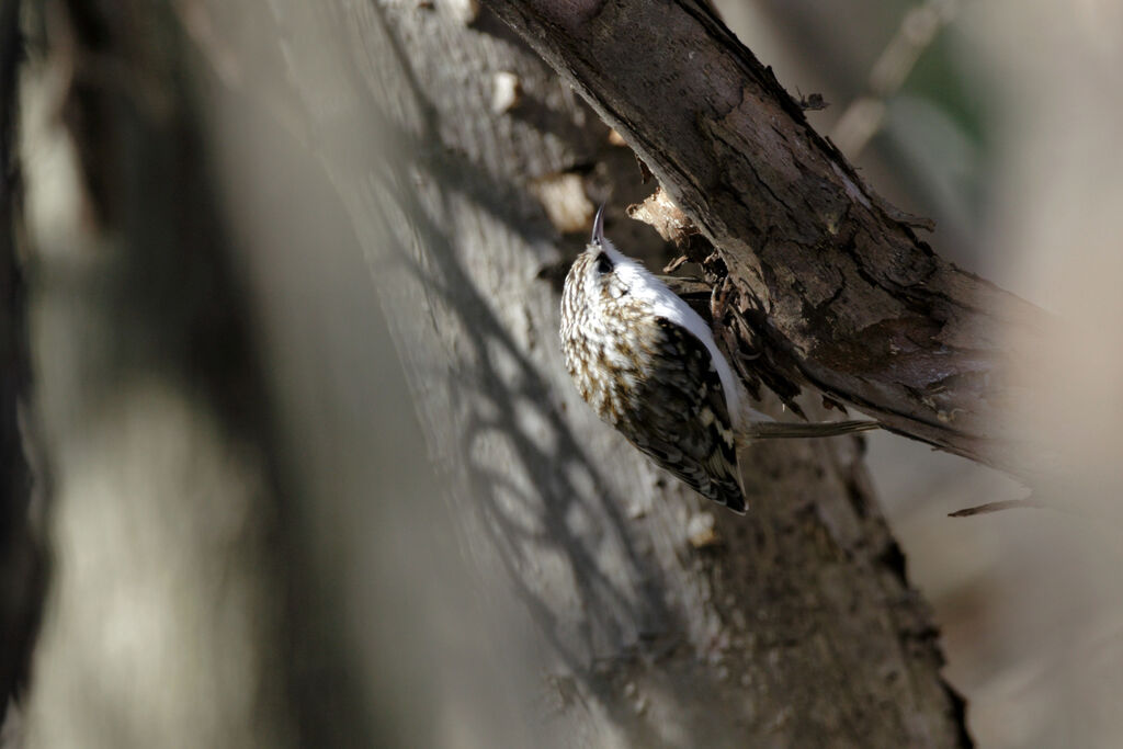 Eurasian Treecreeper