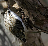 Eurasian Treecreeper