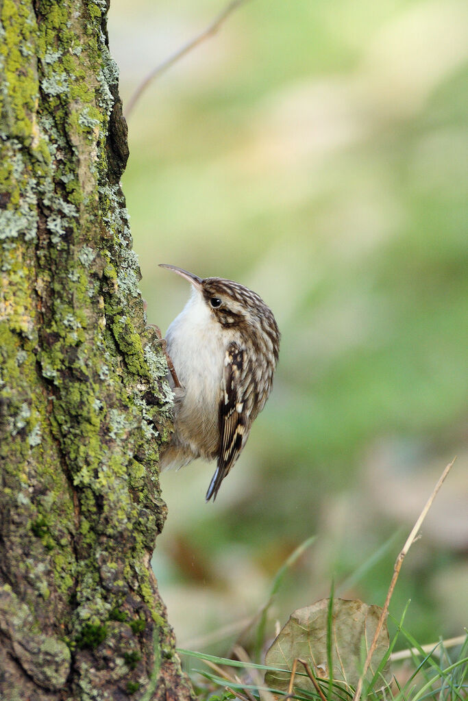 Short-toed Treecreeper