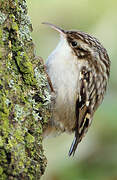 Short-toed Treecreeper