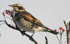 Dusky Thrush