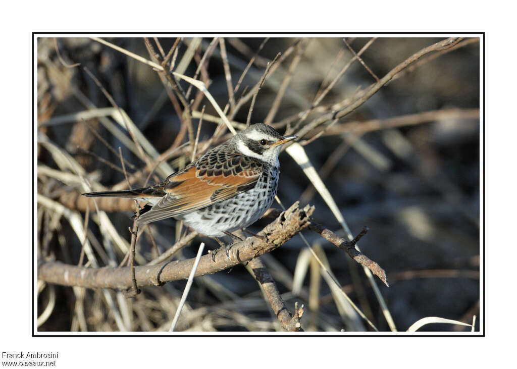 Dusky Thrush male adult breeding, identification