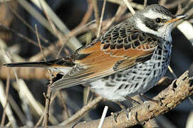 Dusky Thrush