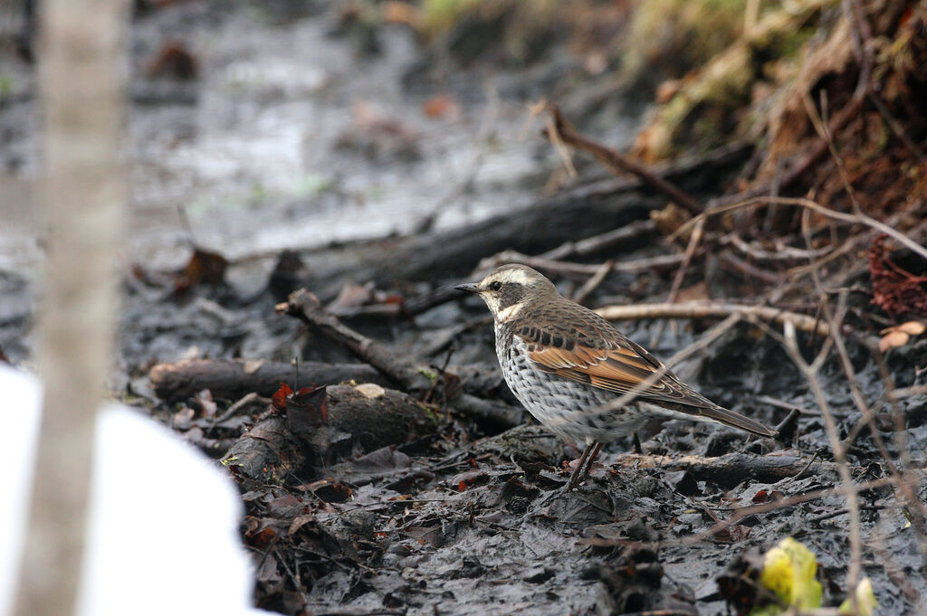 Dusky Thrush