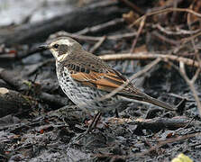 Dusky Thrush