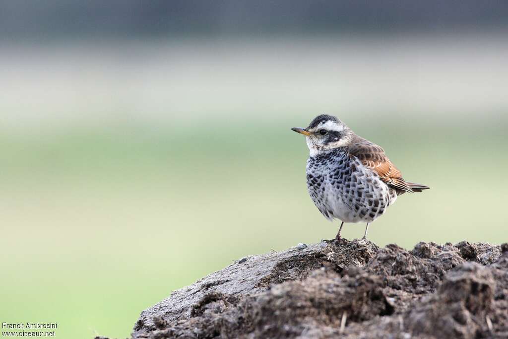 Dusky Thrush male adult post breeding, close-up portrait