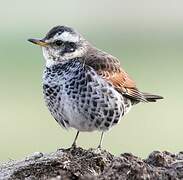 Dusky Thrush