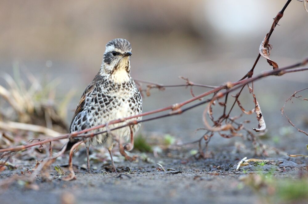 Dusky Thrush