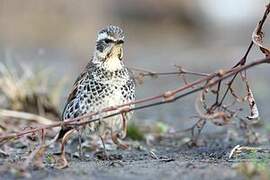 Dusky Thrush