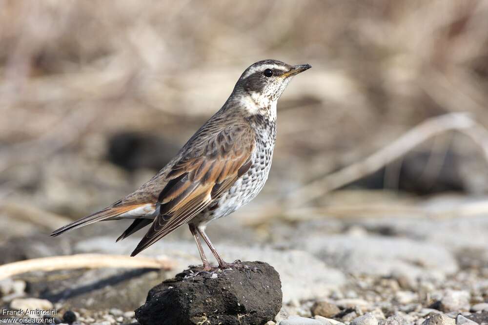 Dusky Thrush female adult post breeding, identification