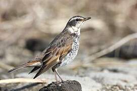 Dusky Thrush