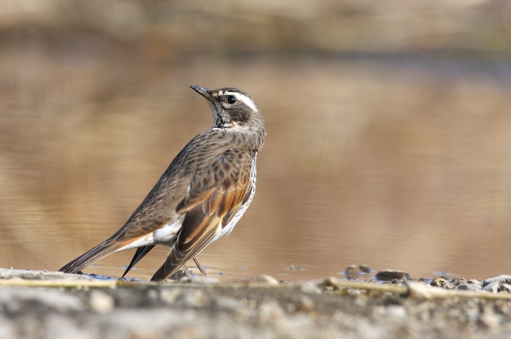 Dusky Thrush female adult post breeding