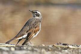 Dusky Thrush