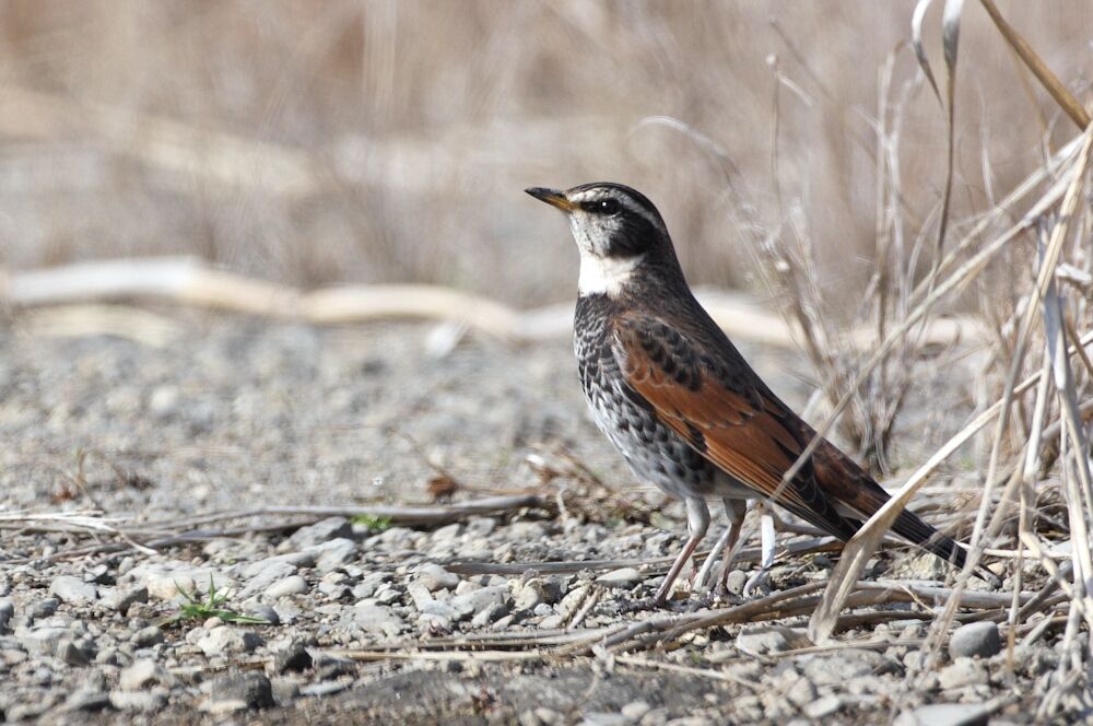 Dusky Thrush