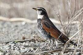 Dusky Thrush