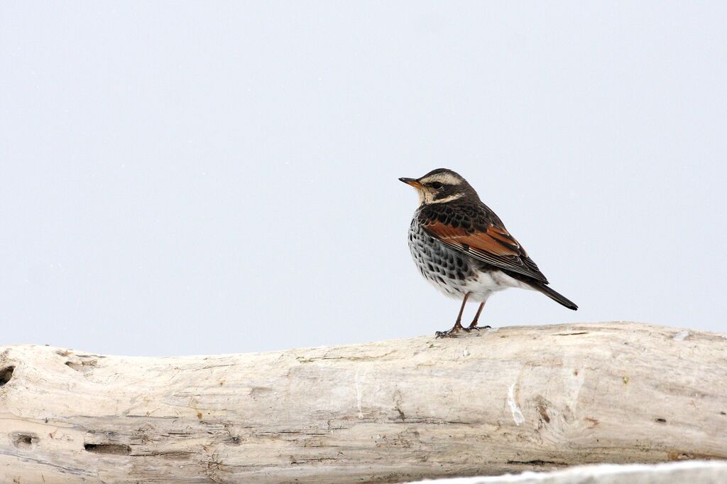 Dusky Thrush