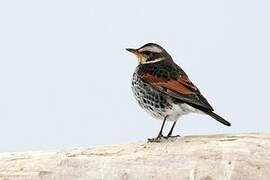 Dusky Thrush