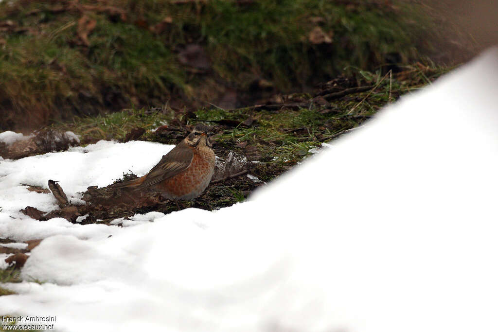 Naumann's Thrush male adult, pigmentation