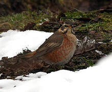 Naumann's Thrush