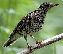 White's Thrush