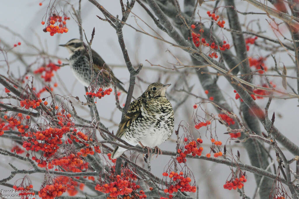 White's Thrush, habitat, pigmentation