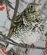 White's Thrush