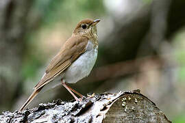 Veery