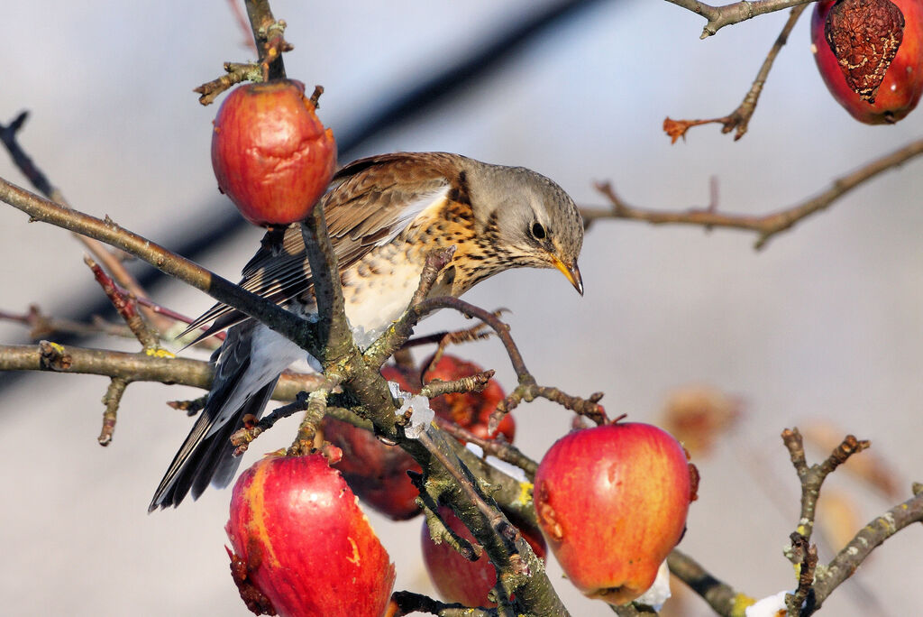 Fieldfare