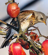 Fieldfare