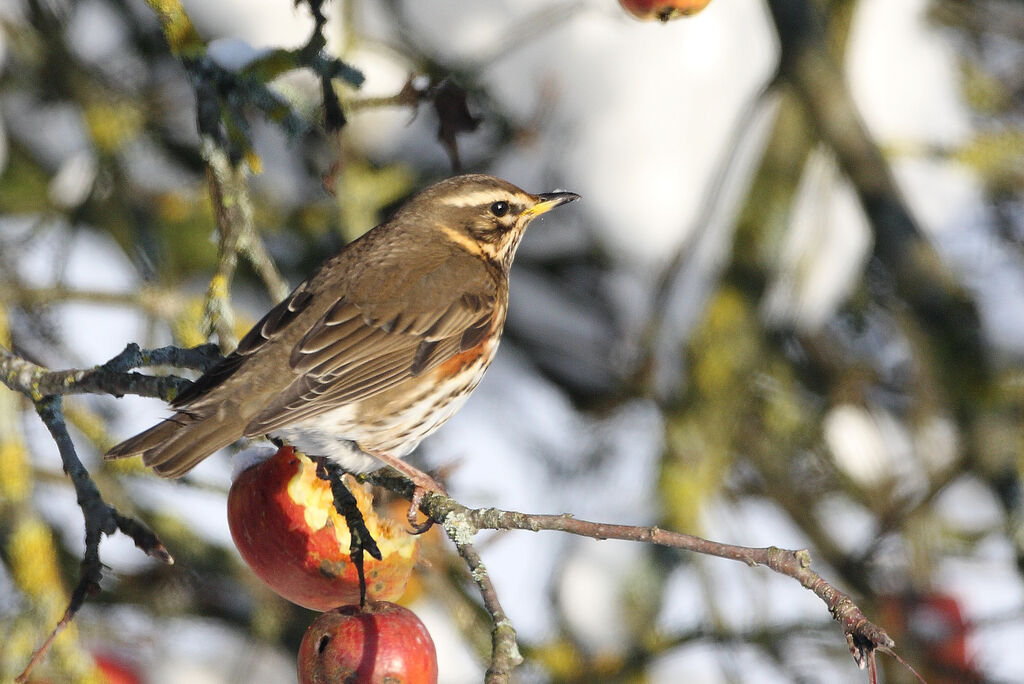 Redwing