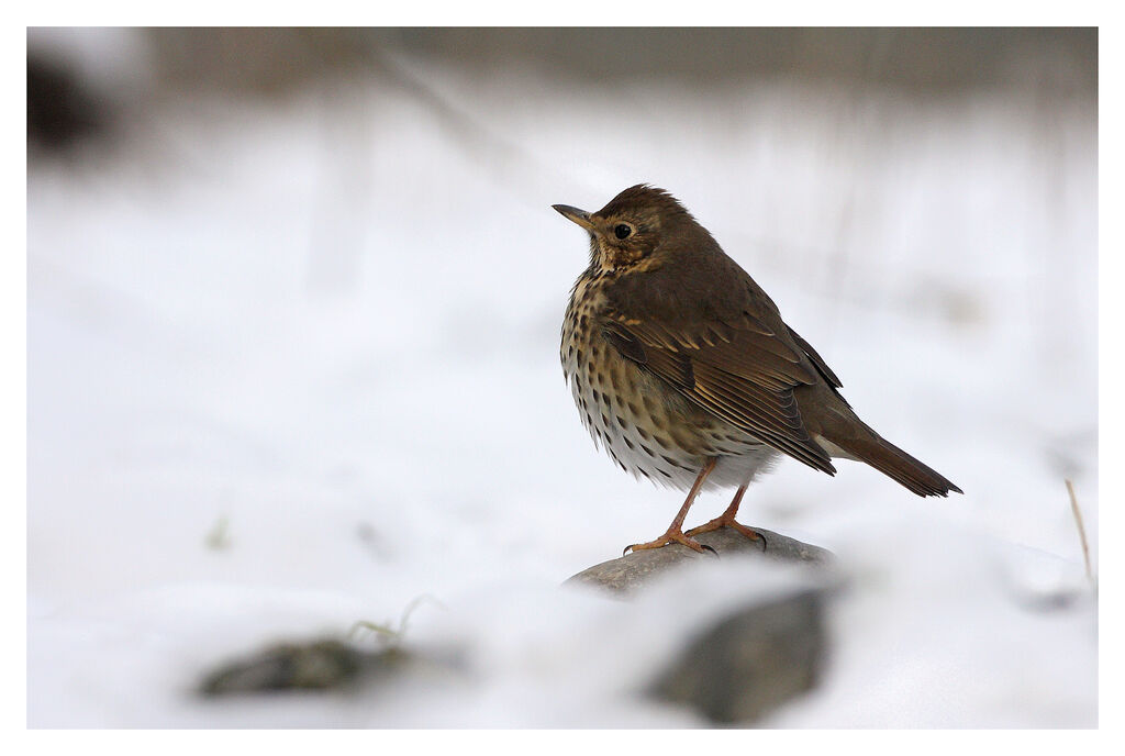 Song Thrush