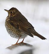 Song Thrush