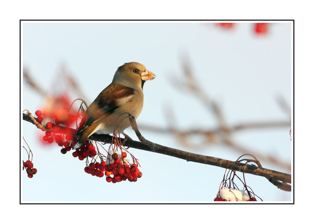 Hawfinch