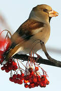 Hawfinch