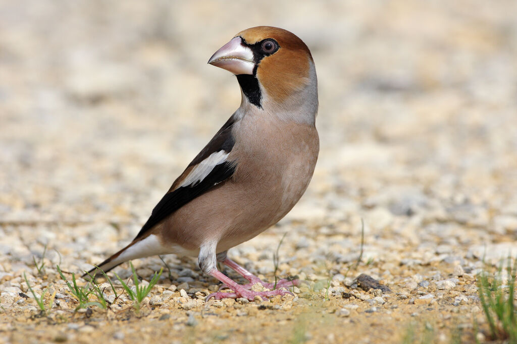 Hawfinch