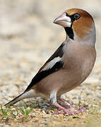 Hawfinch