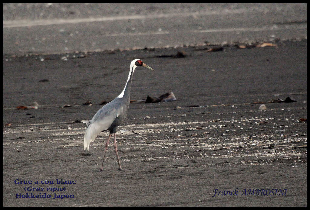 White-naped Craneadult