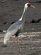 White-naped Crane