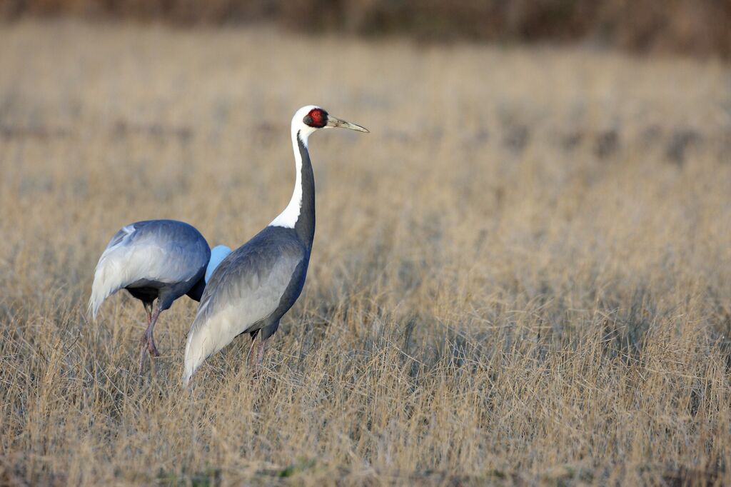 White-naped Crane