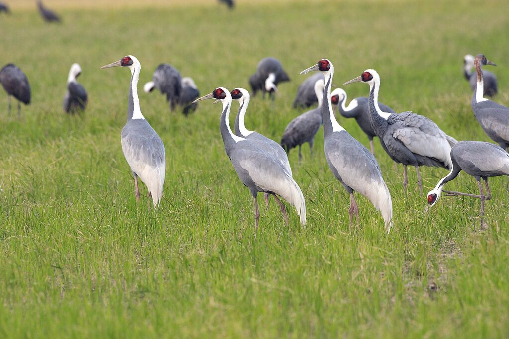 White-naped Crane