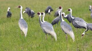 White-naped Crane